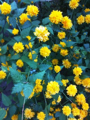 黄色野菊花图片