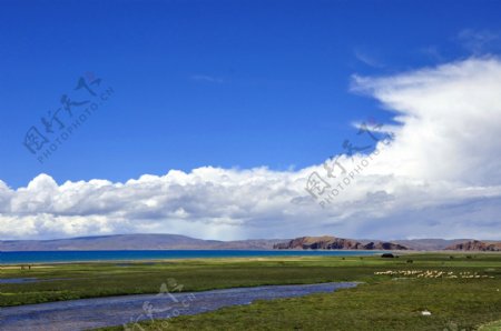 蓝天白云湿地湖水牦牛图片