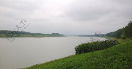 青青河边草图片
