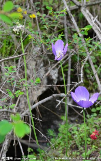 紫色小野花图片