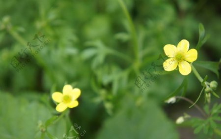 小黄花图片