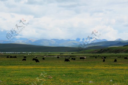 远山牧牛图片