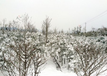 雪景紫薇图片