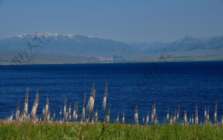 伊塞克湖美景与植物图片
