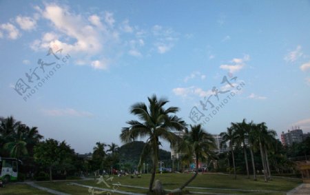 椰林风光图片