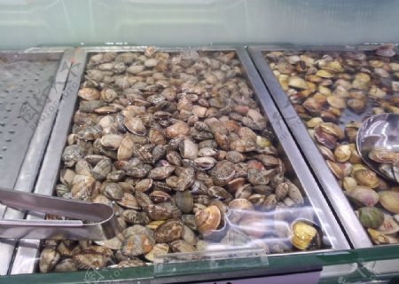 花蛤文蛤图片