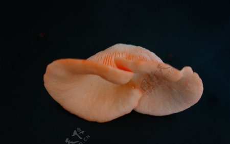 罕见的桃红平菇图片
