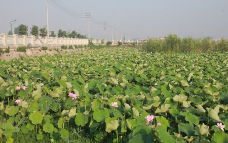 荷花图片