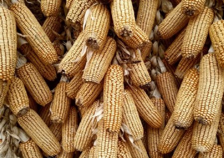 乡村晒干的玉米图片