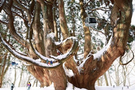 大树上滑雪图片