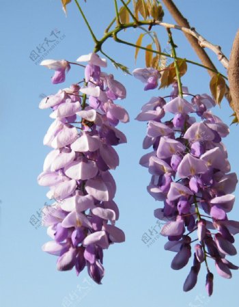 春天的紫藤萝图片