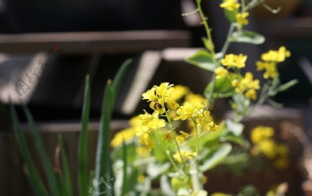 花香引得蜂来采图片