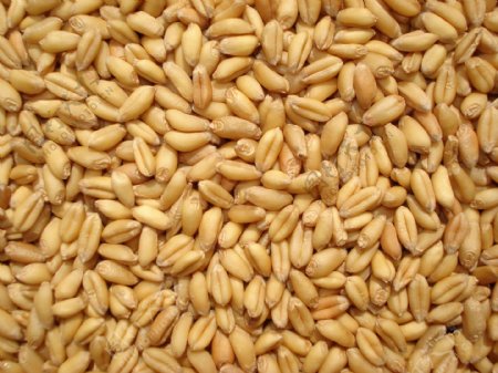 小麦粒图片