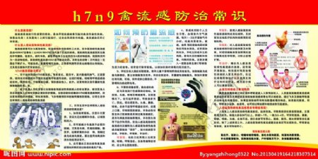 H7N9禽流感防治图片