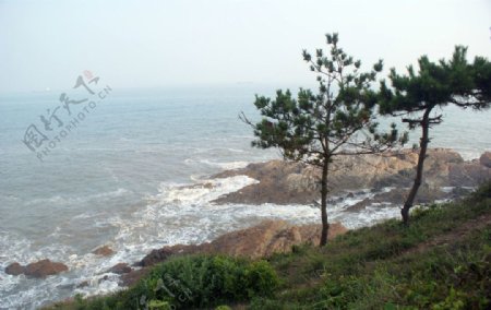 海边上的松树图片