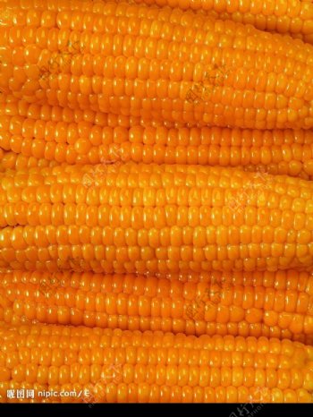 高清玉米食品背景图片