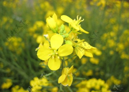 油菜花开图片