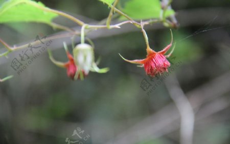 红色的小植物图片