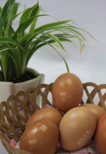 鸡蛋与盆栽图片