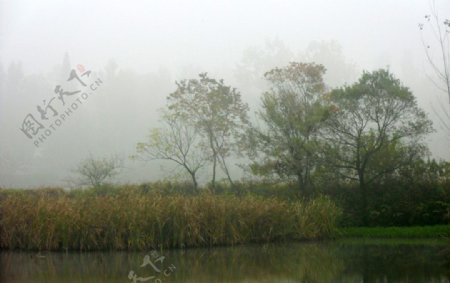 池塘小景图片