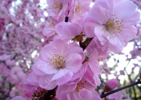 粉红桃花花朵图片