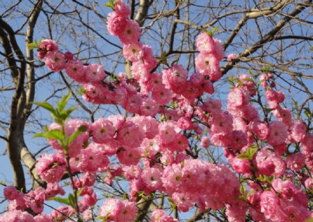 樱花花树叶图片