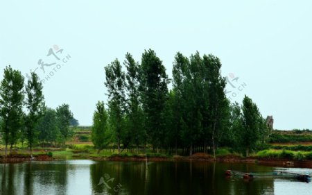 湖边的树林图片