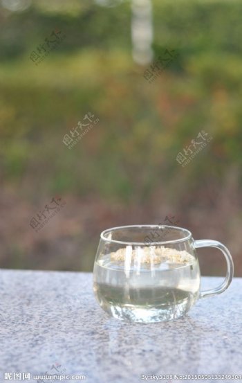 一杯菊花茶图片