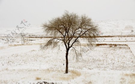 雪天小树图片