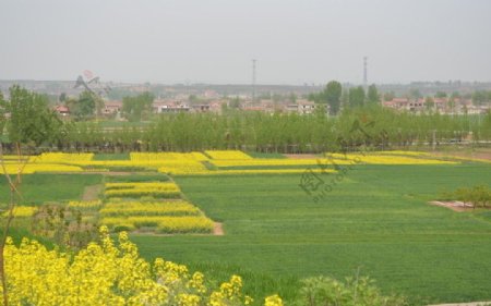 油菜花开季节图片