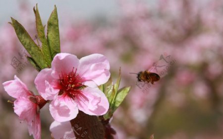 蜂采桃花图片