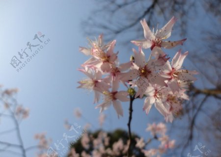 粉红色的樱花图片