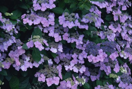 紫色的花丛图片