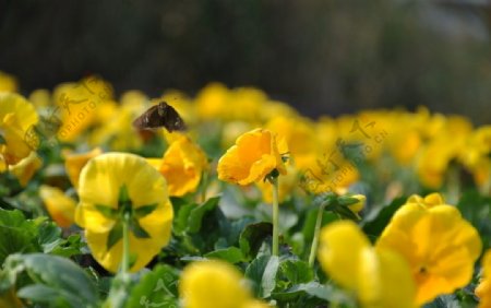 蝴蝶和黄花图片