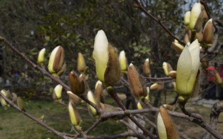 玉兰花蕾图片