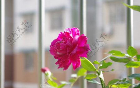 蔷薇玫瑰图片
