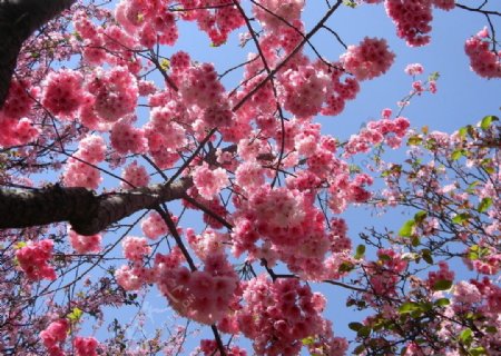 一棵樱花树图片