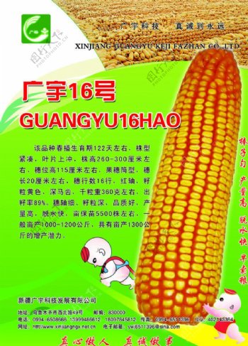 广宇玉米图片