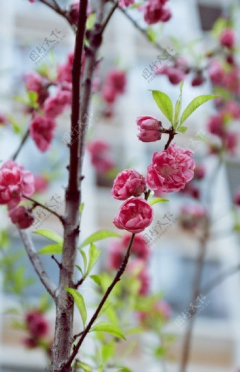 桃花图片