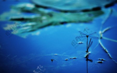 河池蜻蜓图片