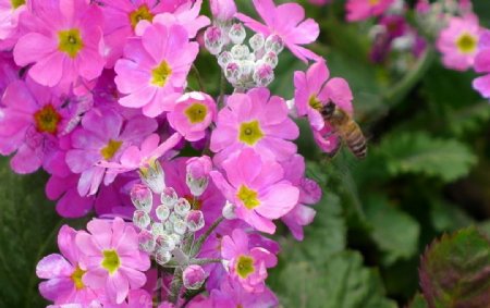 蜜蜂与花图片