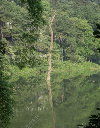 湖中独木图片