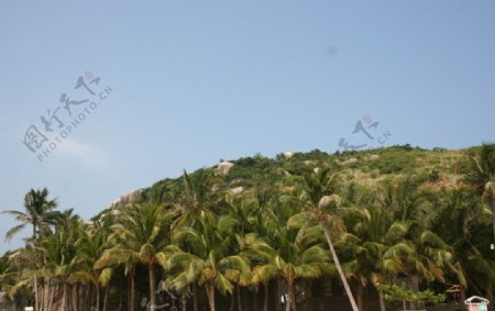山椰树图片