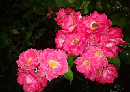 雨中蔷薇图片