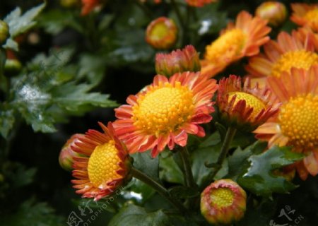 福州西湖菊花图片
