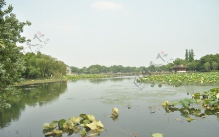 杭州曲院风荷风景图片