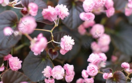 粉色小叶海棠图片