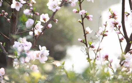 公园桃花开图片