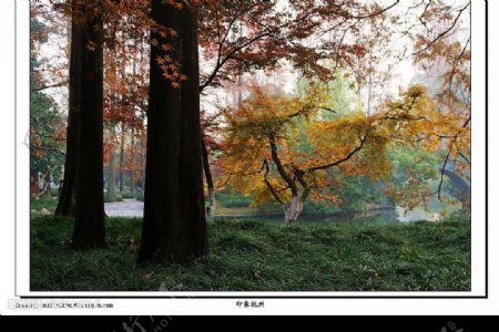 秋在杭州图片