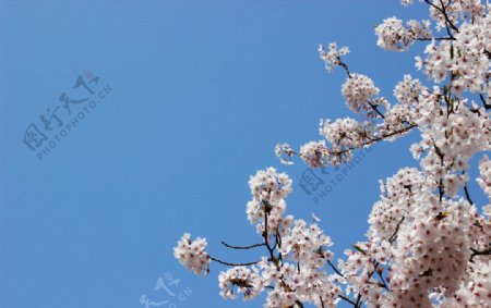 四月樱花图片
